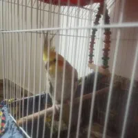 عروس هلندی نر بالغ و یک عدد مرغ عشق وقفس بزرگ