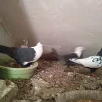 کبوتر سینه ای کربلایی کلدم|پرنده|مهدی شهر, |دیوار