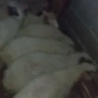 بره خرج خور