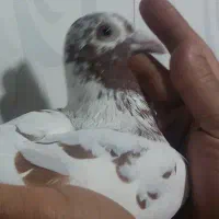 میولمنز جان اردن