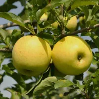 نهال سیب گالا|خدمات باغبانی و درختکاری|هشترود, |دیوار