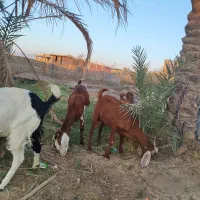 7راس بز پاکستانی ابستن|حیوانات مزرعه|جیرفت, |دیوار