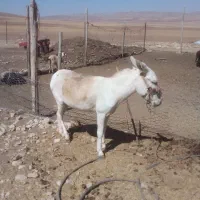 سلام بسیار سالم به شرط|حیوانات مزرعه|رزن, |دیوار