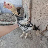 خروس لاری اصیل|حیوانات مزرعه|کبودرآهنگ, |دیوار