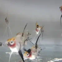 ماهی آنجل|ماهی|قم, شاه سید علی|دیوار