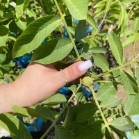 نهال گردوی تویونت