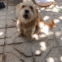سگ پاکوتاه