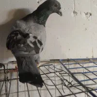 سبز خط دار نر مست