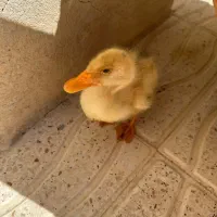 جوجه اردک سه ماهه