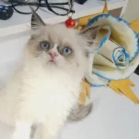 گربه های زیبا
