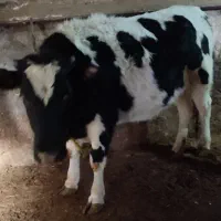 گوساله نر و ماده برای قربانی