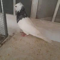 کبوتر طوقی نر|پرنده|شیراز, احمدآباد|دیوار