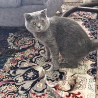 گربه خانگی اسکاتیش خالص