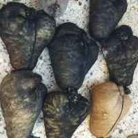 هیزه جاروغن