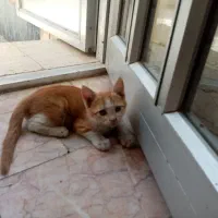 بچه گربه های ناز سه ماهه سرپرست میخان