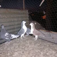 ۵ عدد کبوتر|پرنده|رفسنجان, |دیوار