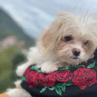 واگذاری سگ شیتزو