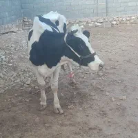 گاو هلیشان ۵۰روز بر خورده