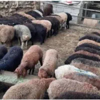 گوسفند میش چاق مناسب برای کشتار