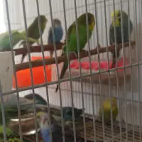 مرغ عشق جوانه|پرنده|خواف, |دیوار