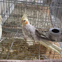 کوتوله مولد 10جفت|پرنده|رفسنجان, |دیوار