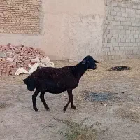 گویون جوان قیزیل افشار
