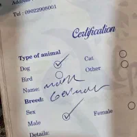 ژرمن بلک فیس پاخرگوشی|سگ|رفسنجان, |دیوار