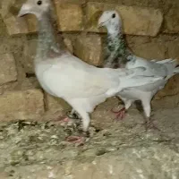 کله هما نر ماده