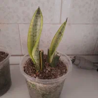 گل سانسوریا ابلق