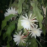 گل شاه پسند