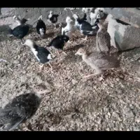 جوجه بوقلمون برنز