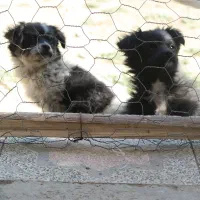 تول ۴ ماهه|سگ|ملایر, |دیوار