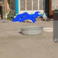 پرنده کبوتر