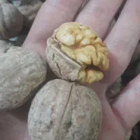 گردو آبسرده|حراج|بروجرد, |دیوار