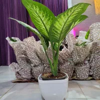 گل های آپارتمانی