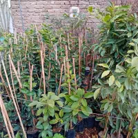 لیمو ترش پرشین لایم بدون هسته