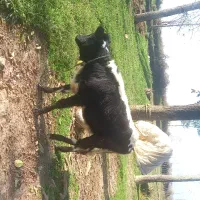 لیشه دورگ ۹ ماه