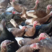 بوقلمون گوسفند بزغاله کبوتر اسب