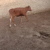 گوساله
