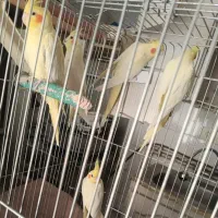 عروس هلندی