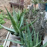 گل الوورا سرحال وشاداب