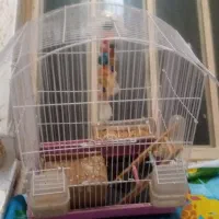 طوطی برزیلی کاملا دستی نر و ماده 11ماه هستن|پرنده|نجف‌آباد, فاز ۲ شهرک آزادگان|دیوار