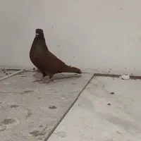 نر سرخ|پرنده|بروجرد, |دیوار