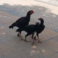 مرغ و خروس