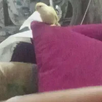 کوتوله دستی