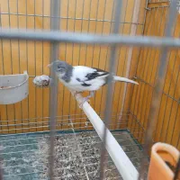 ۳ عدد قناری نر بخون و ۴ عدد قفس بزرگ