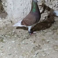ماده قورگی مسافتی