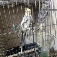 دو عدد نر توسینو برای جفتگیری|پرنده|تبریز, |دیوار