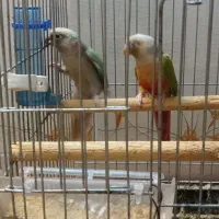 گرینچیک و کوتوله