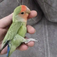 طوطی کوتوله نر